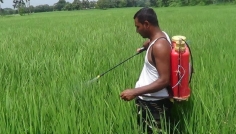 আগাছা দমনে ওষুধেই ভরসা, সাশ্রয়ী হচ্ছেন হোসেনপুরের কৃষক