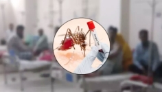 ডেঙ্গুতে আরও ২ জনের মৃত্যু, হাসপাতালে ভর্তি ৯৯৬