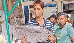 প্লেন্ডার সানফিশ  