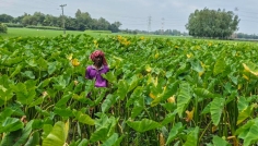কম খরচে বেশি লাভ, কচু চাষে ঝুঁকছেন সিরাজগঞ্জের কৃষকেরা