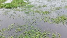 সিরাজগঞ্জে পানি নিষ্কাশনের ব্যবস্থা নেই, জলাবদ্ধতায় ৩শ’ বিঘা জমি