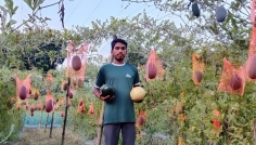 পড়াশোনার পাশাপাশি বোচাগঞ্জে মিনহাজের তরমুজ চাষে সাফল্য