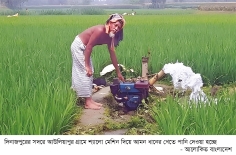 খরায় পুড়ছে আমনের চারা সেচে বাড়ছে খরচ  