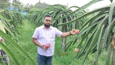 শ্রীপুরে ড্রাগন চাষে শিক্ষক ফারুকের সফলতা