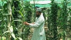 ভ্যানিলাসহ সমন্বিত কৃষি খামার করে সফল দর্শনার হুমায়ুন