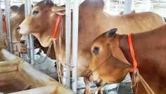 সিরাজগঞ্জে গোয়ালঘরের শিকল কেটে কৃষকের ৪ গরু চুরি