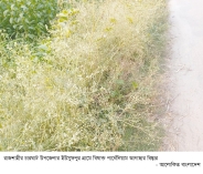বিষাক্ত আগাছার বিস্তার হুমকিতে কৃষিজমি  