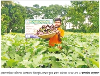 নবীনগরে মালচিং পদ্ধতিতে বেগুন চাষে সাফল্য  