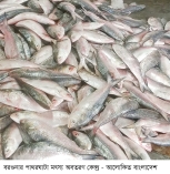 আড়াই মণ ধানে মিলছে এক কেজি ইলিশ  