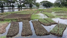কচুরিপানাই এখন আশীর্বাদ, ফরিদগঞ্জে ভাসমান বেডে কৃষকের স্বপ্ন