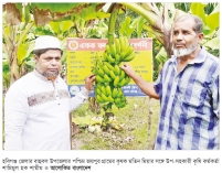 বাহুবলে উচ্চ ফলনশীল কলা চাষে কৃষক লাভবান  