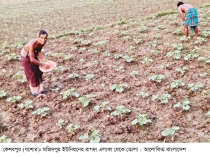 কেশবপুরে আগাম শীতের সবজি চাষে ব্যস্ত কৃষক  