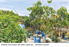 ফলের চাহিদা মেটাচ্ছে ছাদ বাগান 