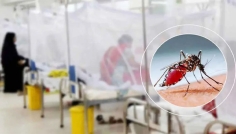 ডেঙ্গুতে আরও ৪ জনের মৃত্যু, হাসপাতালে ১৩১৪