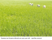 মৌসুমি রোপা আমন চাষাবাদে ভালো ফলনের আশা  