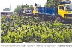 প্রতিদিন কোটি টাকার কলা যাচ্ছে সারা দেশে  
