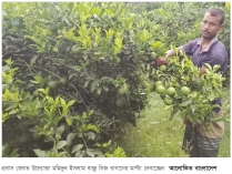 কুষ্টিয়ায় সবুজ মাল্টা চাষে লাখ টাকা আয় উদ্যোক্তা কৃষকের 