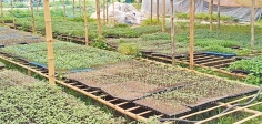 টমেটোর কলমের চারা উৎপাদন  
