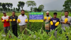 অফসিজন রঙ্গিলা জাতের হলুদ তরমুজ চাষে হাবিবুরের সাফল্য