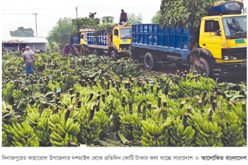 প্রতিদিন কোটি টাকার কলা যাচ্ছে সারা দেশে