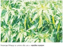সিরাজগঞ্জের চরাঞ্চলে মরিচ চাষে ঘুরছে অর্থনীতির চাকা  