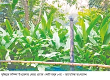 চান্দিনায় পরিত্যক্ত জমিতে বাড়ছে হলুদের আবাদ  
