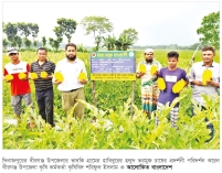 বীরগঞ্জে হলুদ তরমুজ চাষে সাফল্য  