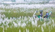 কাশফুল  