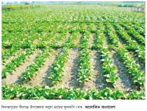 বীরগঞ্জে আগাম ফুলকপি চাষে লাভবান কৃষক 