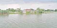 দৌলতপুরে ৬০ হাজার মানুষ পানিবন্দি  