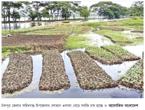 কচুরিপানার ভাসমান বেডে সবজি চাষ 