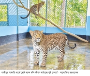 সাফারি পার্কে ১০ বছর ধরে কোয়ারেন্টিনে দুই লেপার্ড  