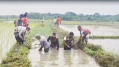 আনসার-ভিডিপির স্বেচ্ছাশ্রমে রক্ষা পেল ৬৫০ বিঘা জমি