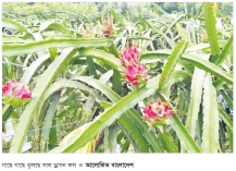ড্রাগন চাষে সফল মাগুরার ইব্রাহীম  