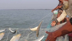 ৮ থেকে ২৯ অক্টোবর পর্যন্ত ইলিশ আহরণ বন্ধ