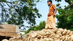 ভালো দাম পেয়ে দিনাজপুরে পাট চাষে ফিরছেন কৃষক