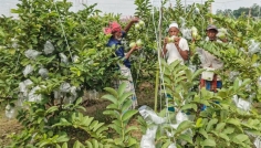 সিরাজগঞ্জে পেয়ারার বাম্পার ফলন, হাসি কৃষকের মুখে
