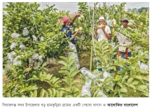 সিরাজগঞ্জে পেয়ারা চাষে দিন ফিরছে কৃষকের  