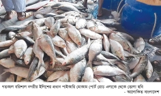 বরিশালে ইলিশের সরবরাহ দ্বিগুণ মণে কমেছে ২০ হাজার টাকা  