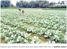 আগাম শীতকালীন সবজি চাষে লাভ বেশি  