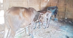 চুরি হওয়া গরু পাওয়া গেলো হাটে, দিতে হল অর্ধেক মূল্য  