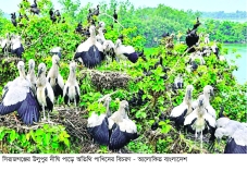 সিরাজগঞ্জে শীতের শুরুতেই অতিথি পাখির কলরব  