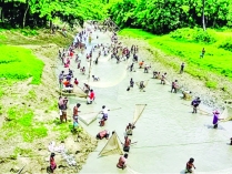 ঐতিহ্যবাহী পলো বাওয়া উৎসব  