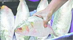 ইলিশের দাম আকাশছোঁয়া  