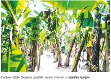কলা চাষে ঘুরছে গ্রামীণ অর্থনীতির চাকা 