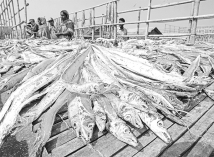 বঙ্গোপসাগরের মৎস্যসম্পদ সংকট : এখনই কার্যকর পদক্ষেপ নেওয়া জরুরি  