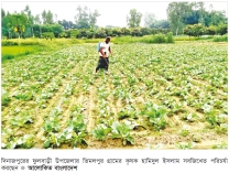 শীতকালীন আগাম সবজিখেত পরিচর্যায় ব্যস্ত কৃষক 