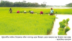 দশমিনায় আমন ধানের চারা রোপণে ব্যস্ত কৃষক  