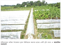 শরীয়তপুরে মালচিং পদ্ধতি কৃষিতে নতুন সম্ভাবনা  