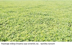 আগাম মাসকালাইয়ের ভালো ফলনের আশা  